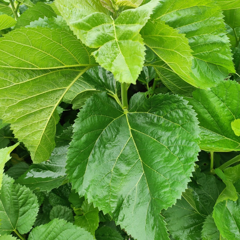 杂交大叶桑6号抗病力强，发芽早叶子大叶面厚有营养