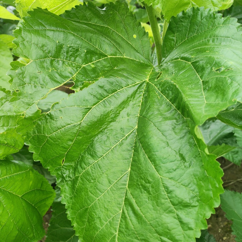 杂交大叶桑6号抗病力强，发芽早叶子大叶面厚有营养
