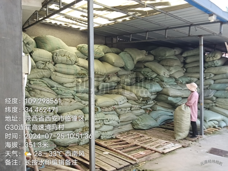 2024年8月份青桑叶霜桑叶都有现货