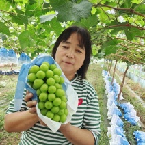 陕西阳光玫瑰大量上市，口感香甜可口，糖度高，产地直供。