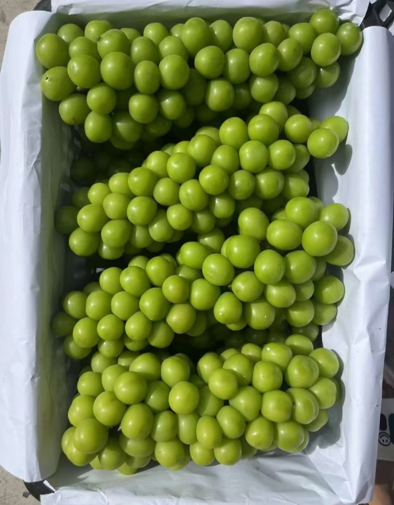 阳光玫瑰，精品货，电商货，散串，都有货，山西运城夏县