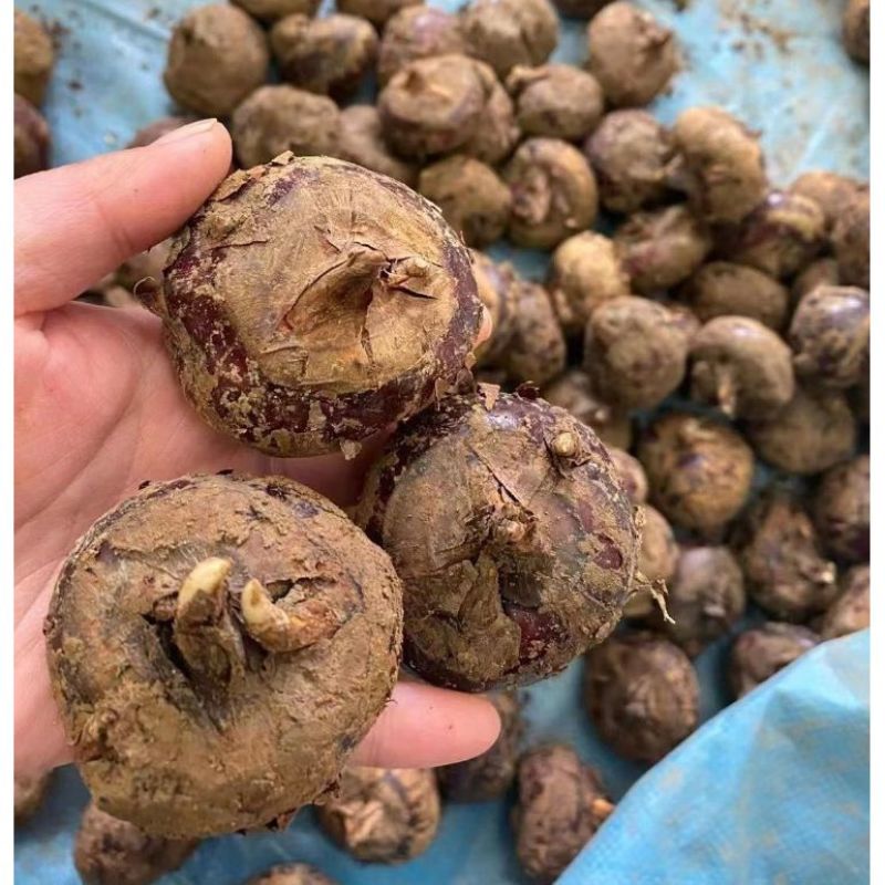 精品马蹄荸荠广西产地直供品质好价格低欢迎来电