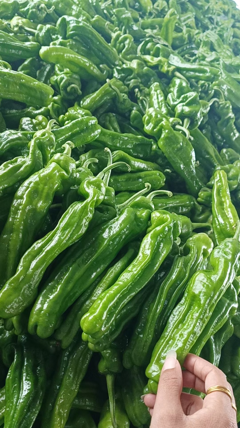 产地薄皮椒刚刚上市