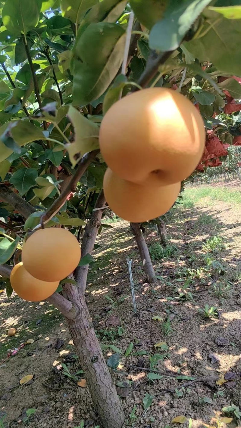 莱阳秋月梨