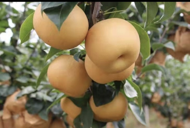 莱阳秋月梨