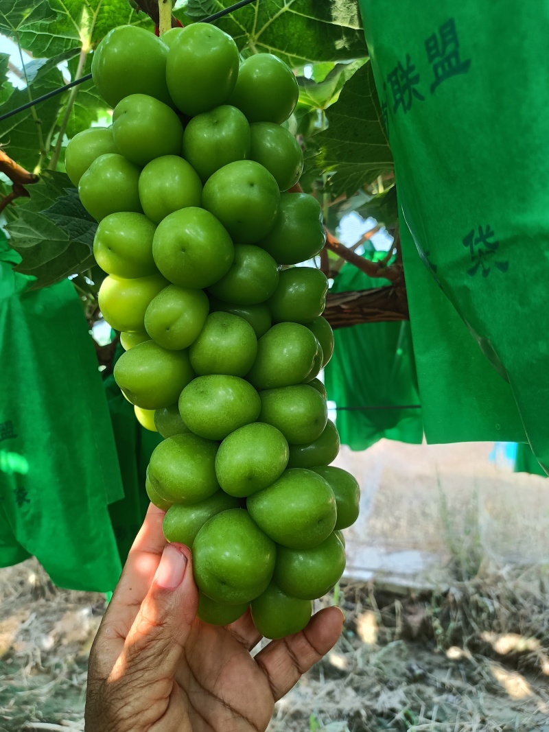 各种葡萄续需上市，时时关注