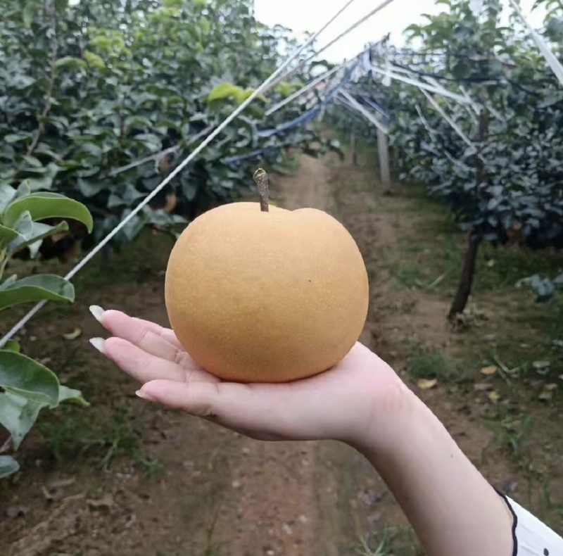 莱阳秋月梨