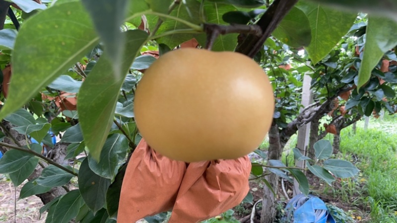 莱阳秋月梨