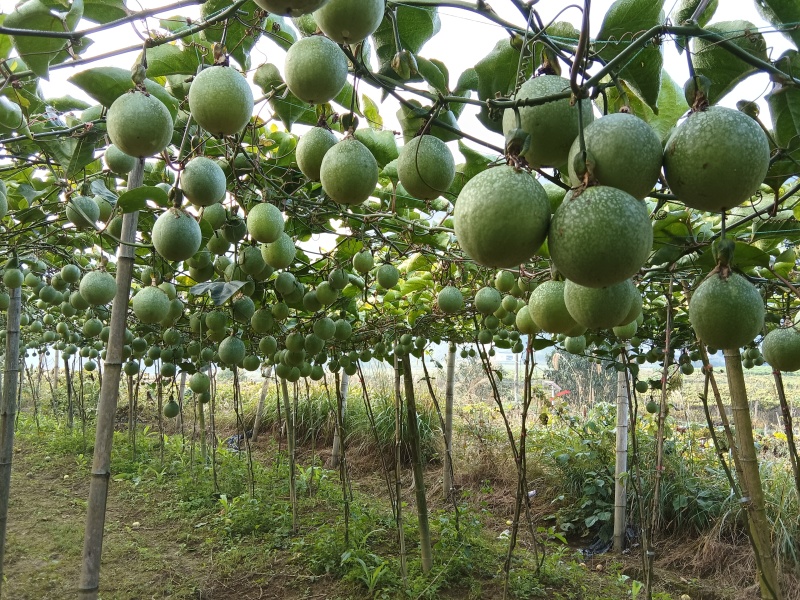 黄金百香果苗，高山果产区直发保质保量供货对接全国