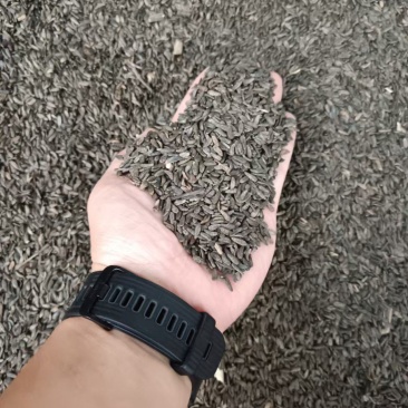牛旁子精品色选渭南货