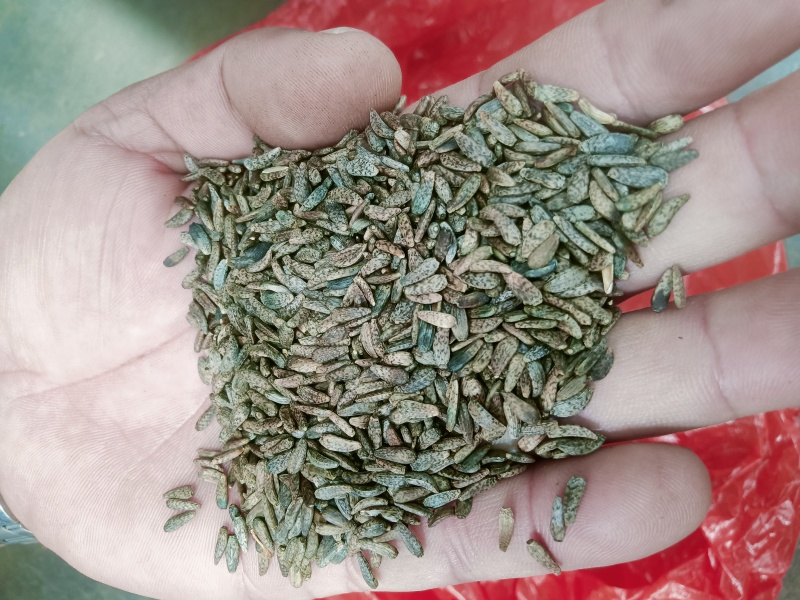 牛旁子精品色选渭南货