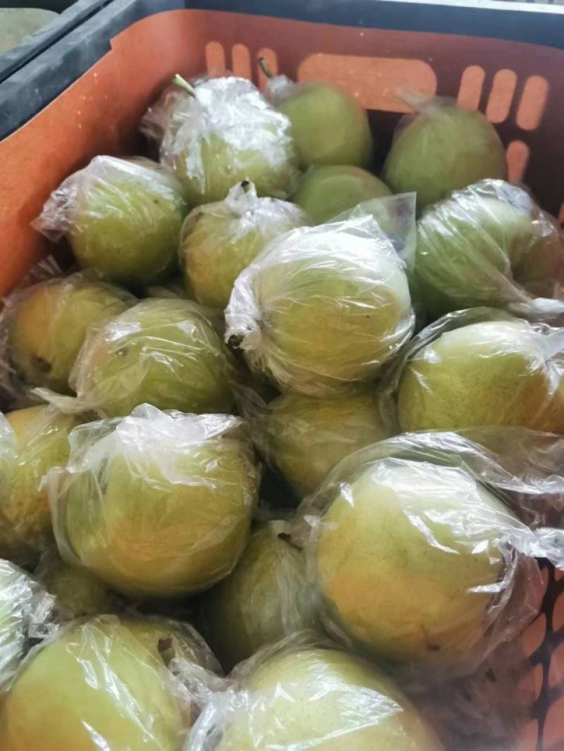 青龙山地皇冠梨又甜又脆，大量上巿中。