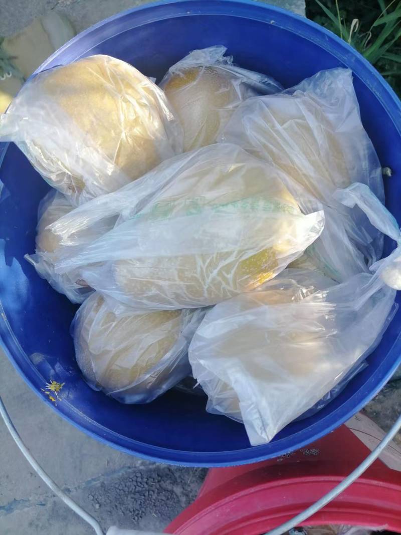 苍溪雪梨清肺润喉。细嫩化渣