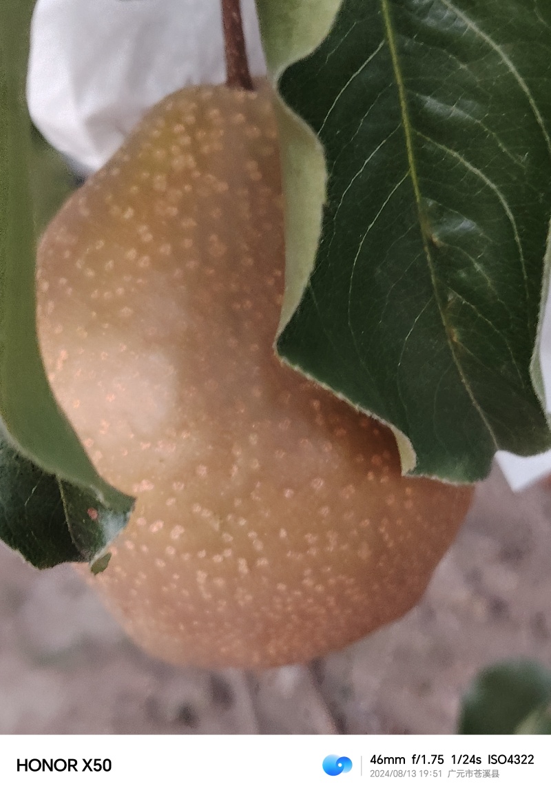 苍溪雪梨清肺润喉。细嫩化渣