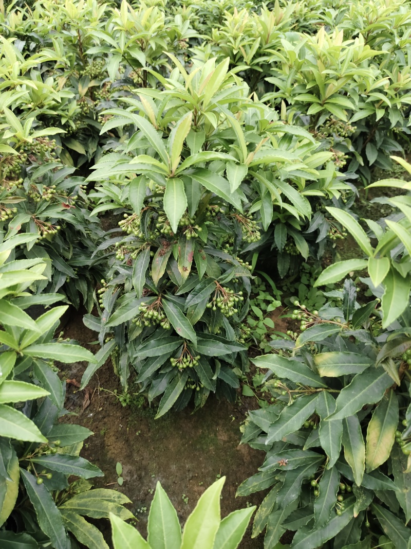 富贵籽小盆栽