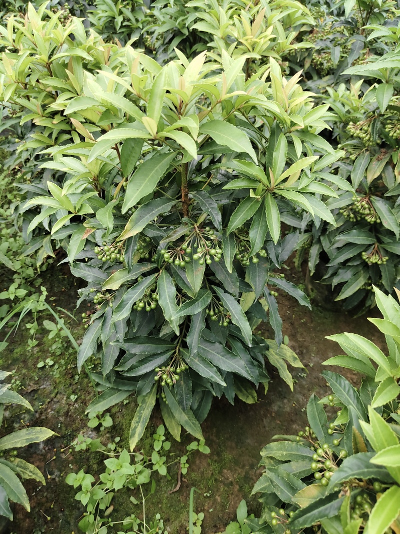 富贵籽小盆栽