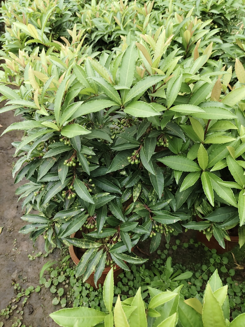 富贵籽小盆栽
