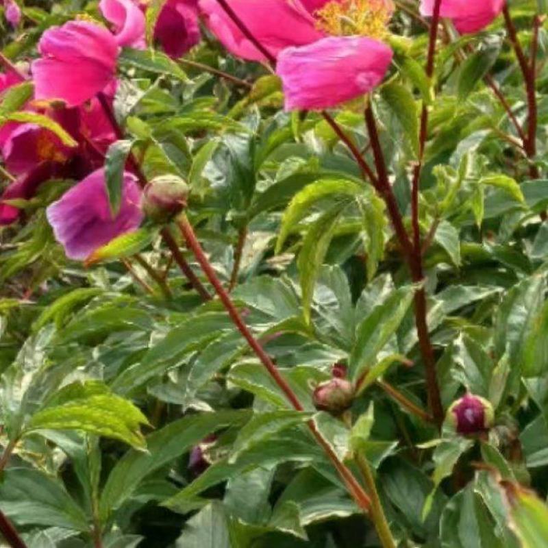 白芍