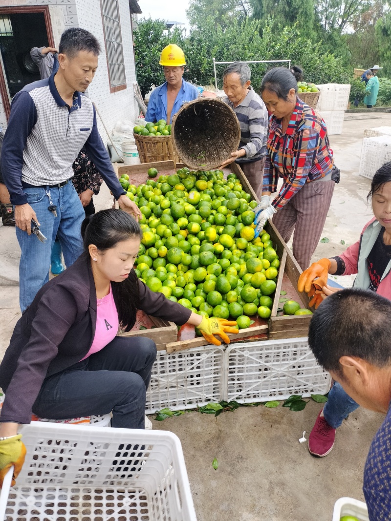 四川资阳蜜桔欢迎市场商超电商货社区团购合作可提供食宿