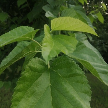 桑叶鲜货干货