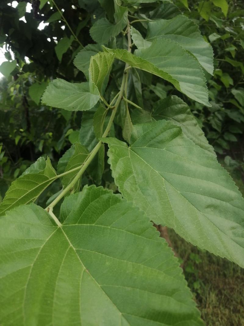 桑叶鲜货干货