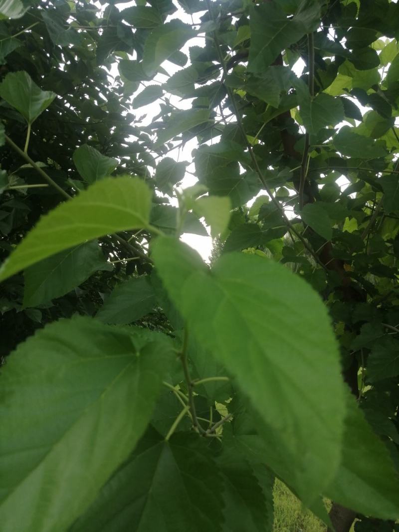 桑叶鲜货干货