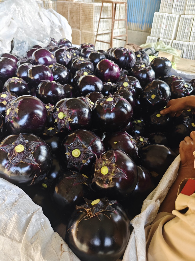 本地圆茄大量上市中，欢迎采购，价格便宜质量好