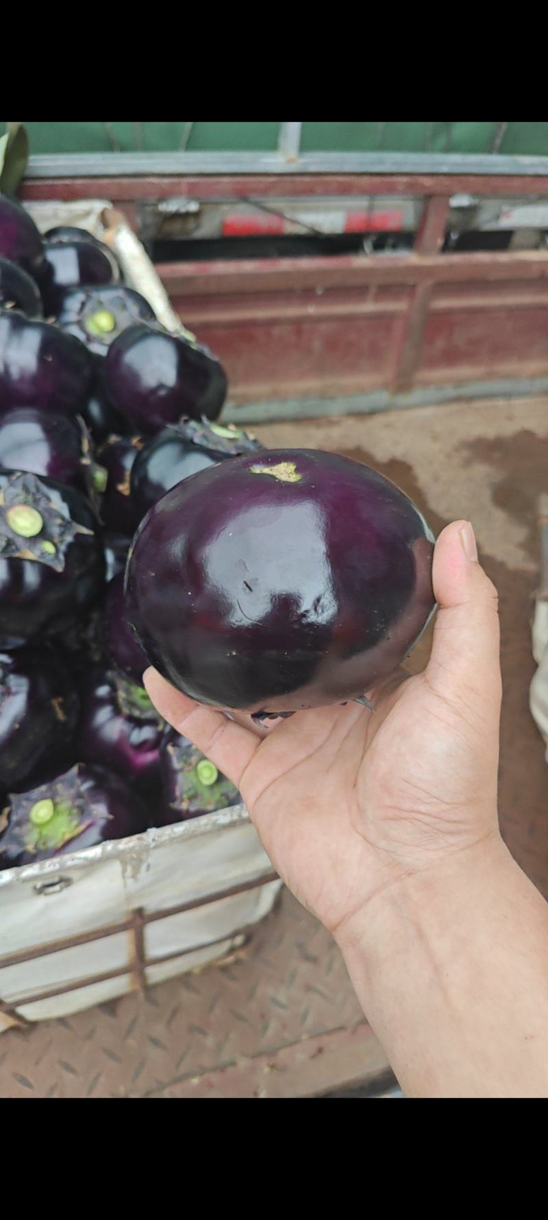 本地圆茄大量上市中，欢迎采购，价格便宜质量好