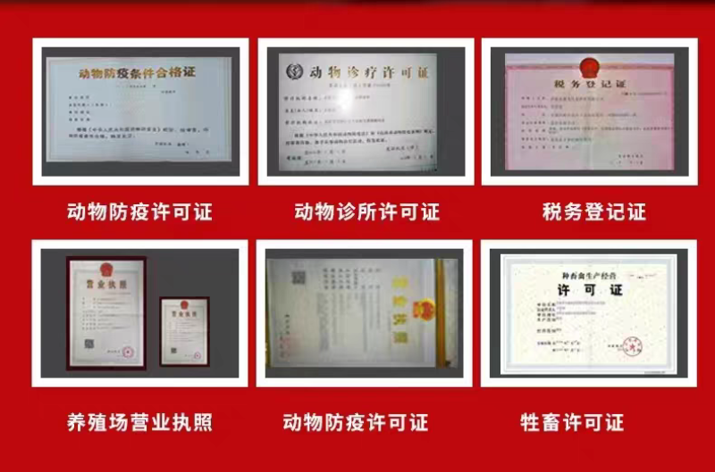奶山羊纯种萨能奶山羊怀孕母羊羊苗大量出栏质优价廉