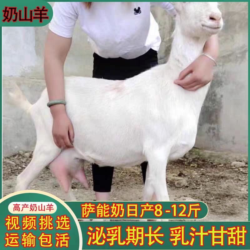 奶山羊纯种萨能奶山羊怀孕母羊羊苗大量出栏质优价廉