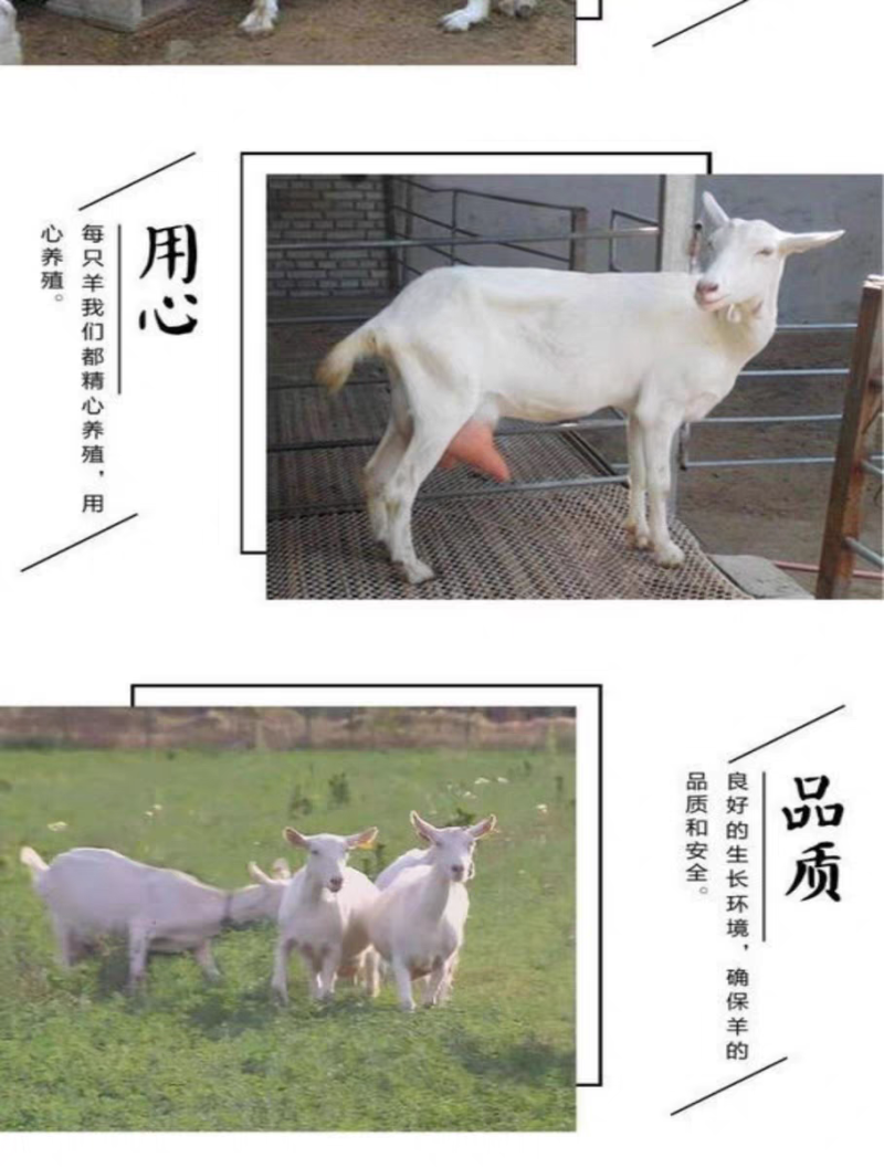 奶山羊纯种萨能奶山羊怀孕母羊羊苗大量出栏质优价廉