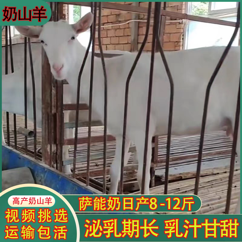 奶山羊纯种萨能奶山羊怀孕母羊羊苗大量出栏质优价廉