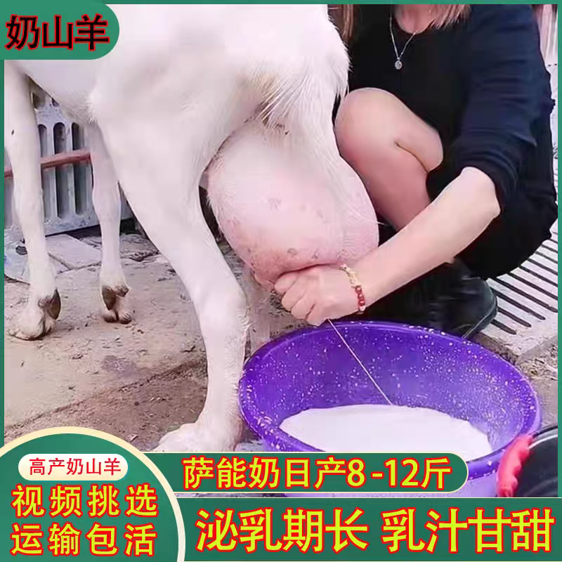 奶山羊纯种萨能奶山羊怀孕母羊羊苗大量出栏质优价廉
