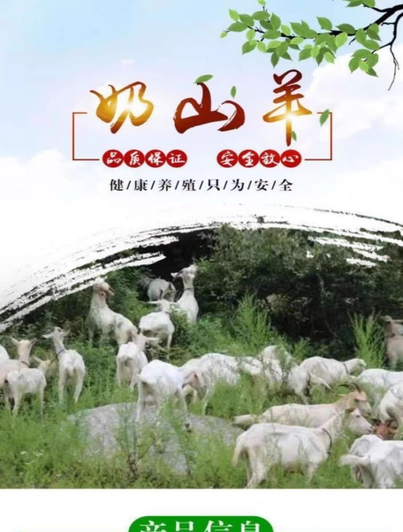 奶山羊纯种萨能奶山羊怀孕母羊羊苗大量出栏质优价廉