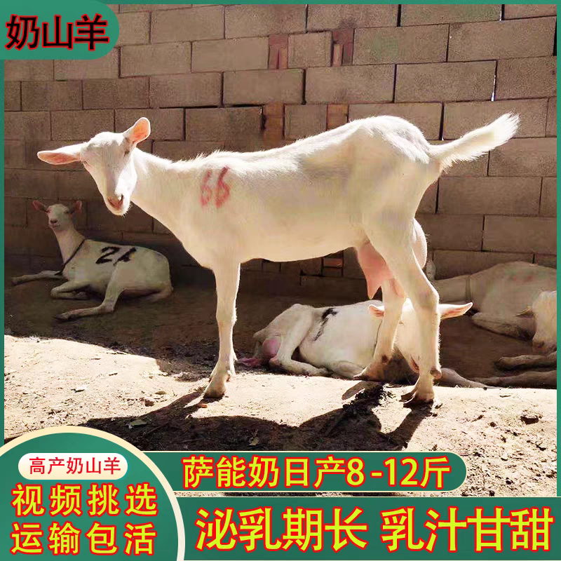 奶山羊纯种萨能奶山羊怀孕母羊羊苗大量出栏质优价廉