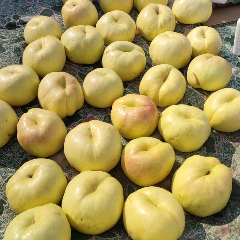 风味天后油蟠桃