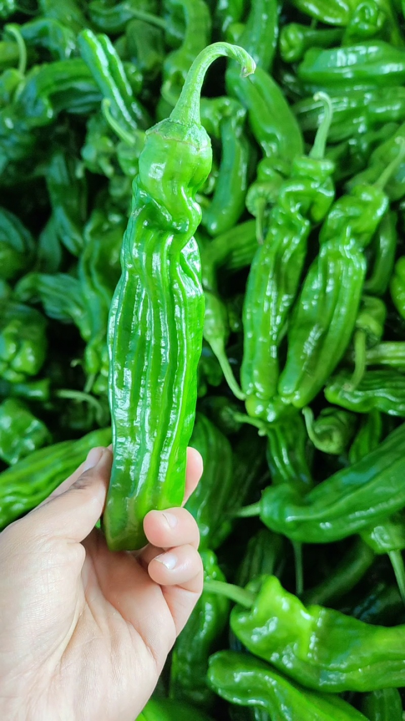 精品薄皮芜湖椒，苏椒，砀椒大量上市，货源充足代收代发全国