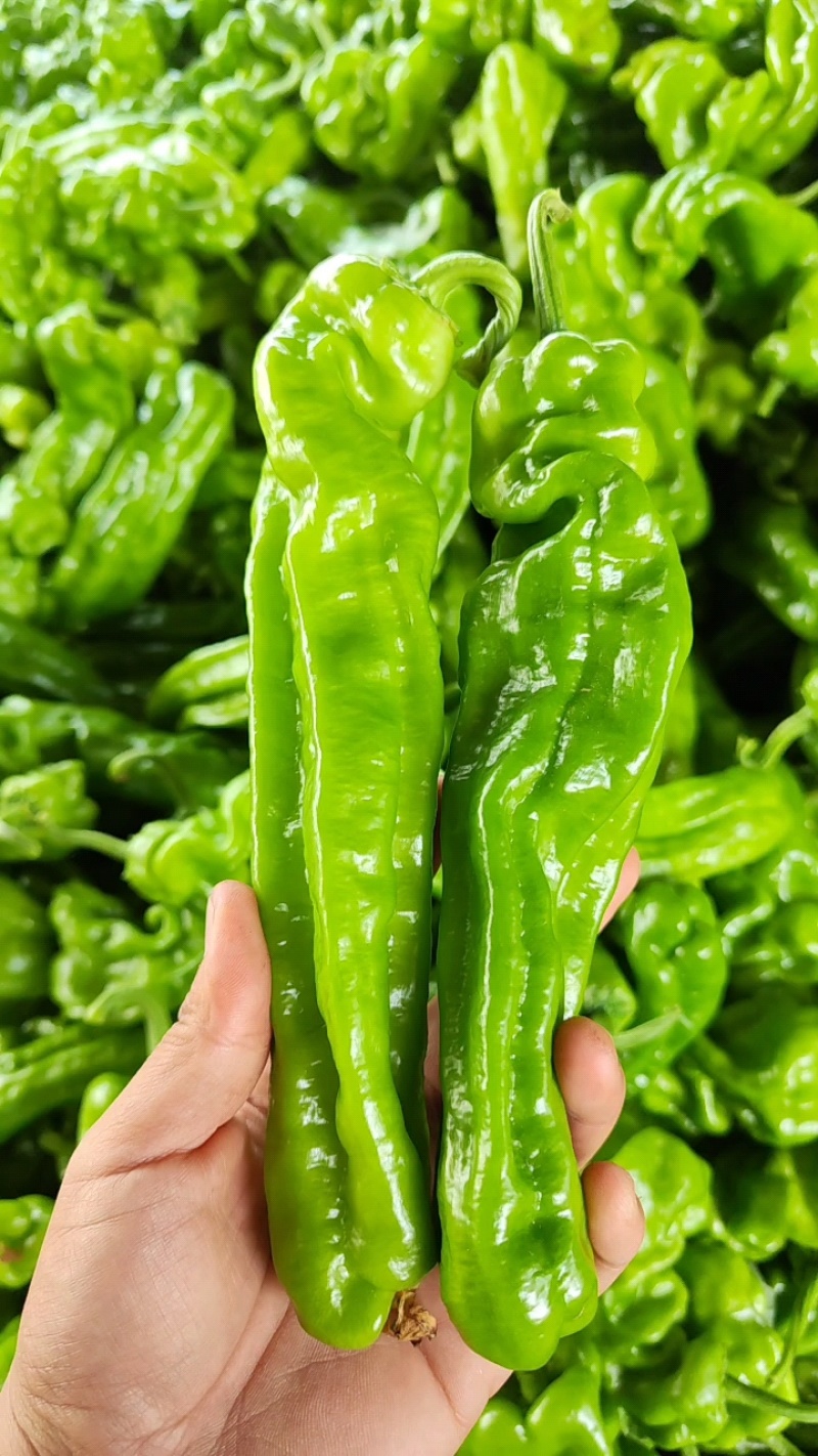 精品薄皮芜湖椒，苏椒，砀椒大量上市，货源充足代收代发全国