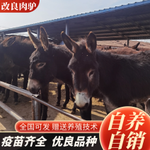 改良肉驴德州驴价格便宜放心购买质量优良免