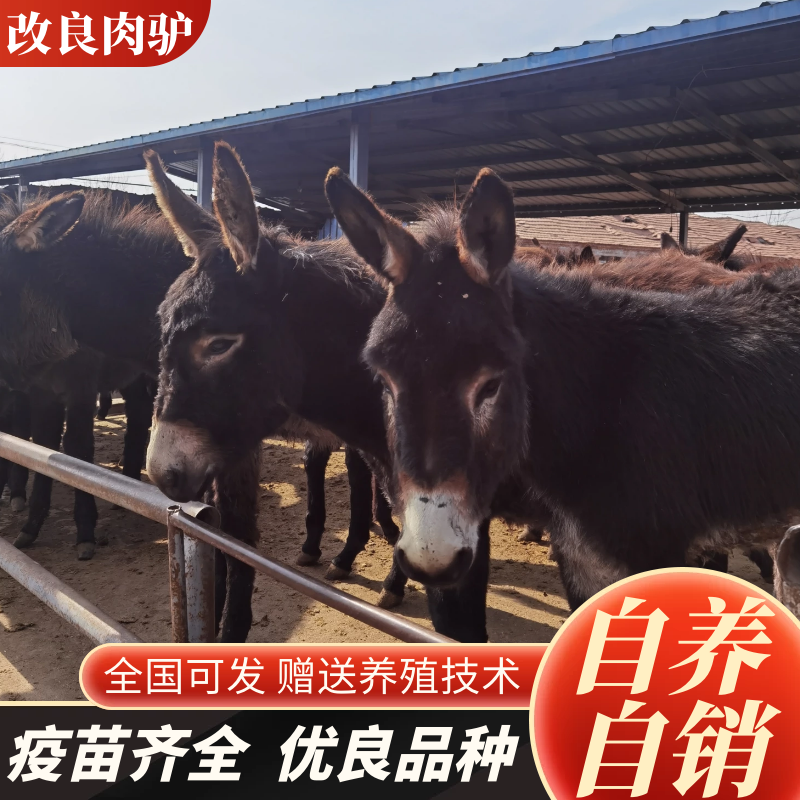 改良肉驴德州驴价格便宜放心购买质量优良免