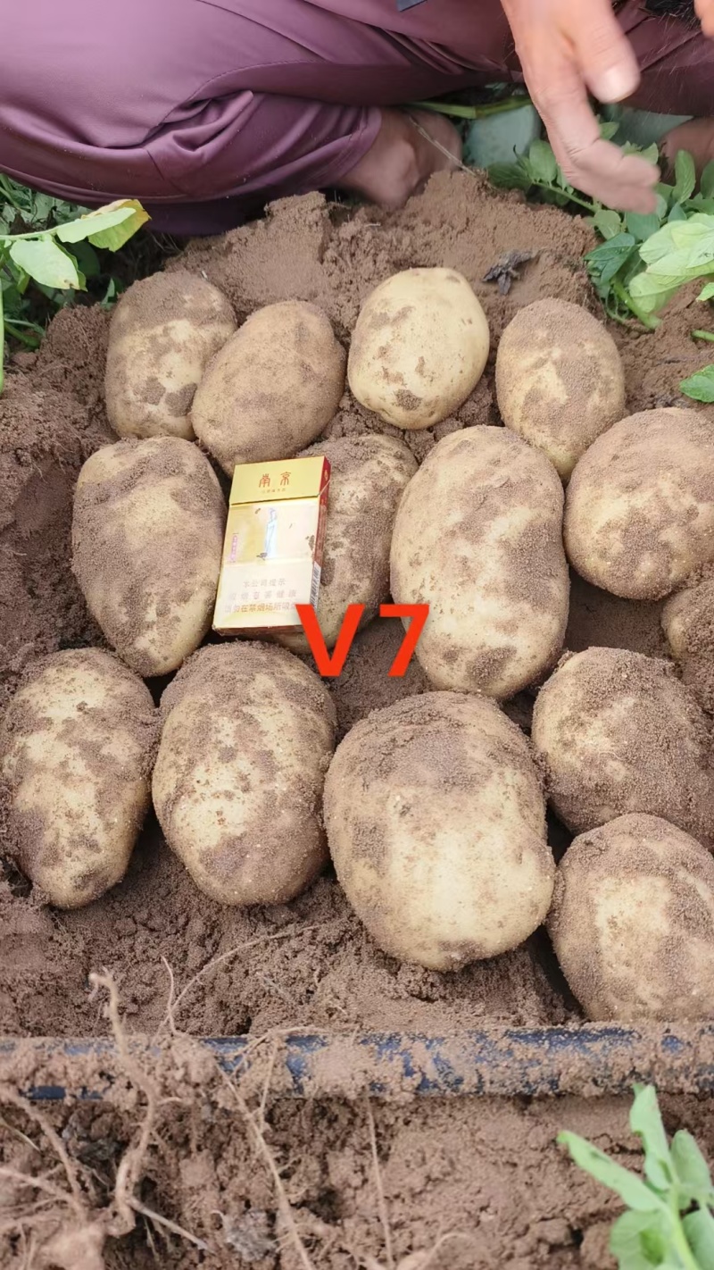 陕西省榆林市纯沙地土豆基地，v7，薯型好看，个头大