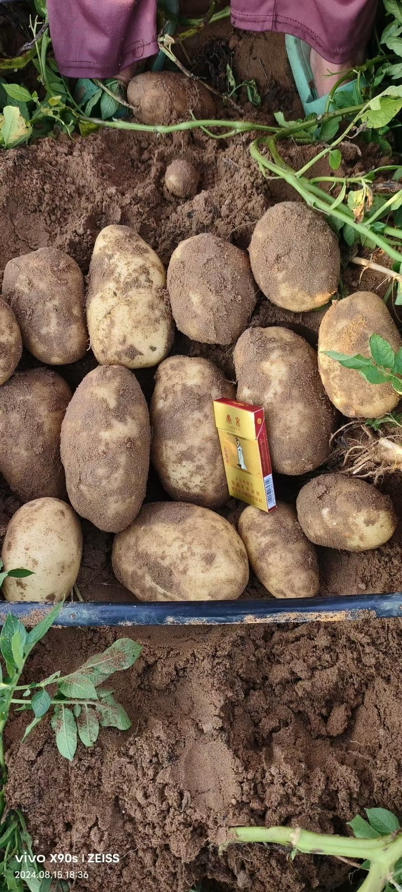 陕西省榆林市纯沙地土豆基地，v7，薯型好看，个头大