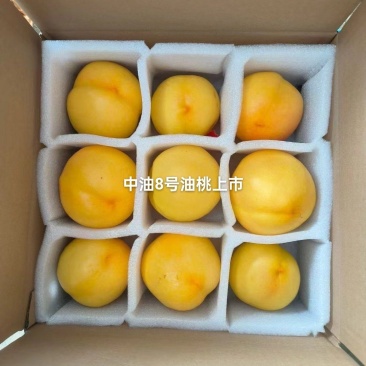 中油8号黄油桃已上市，个头大，果面好，糖度高