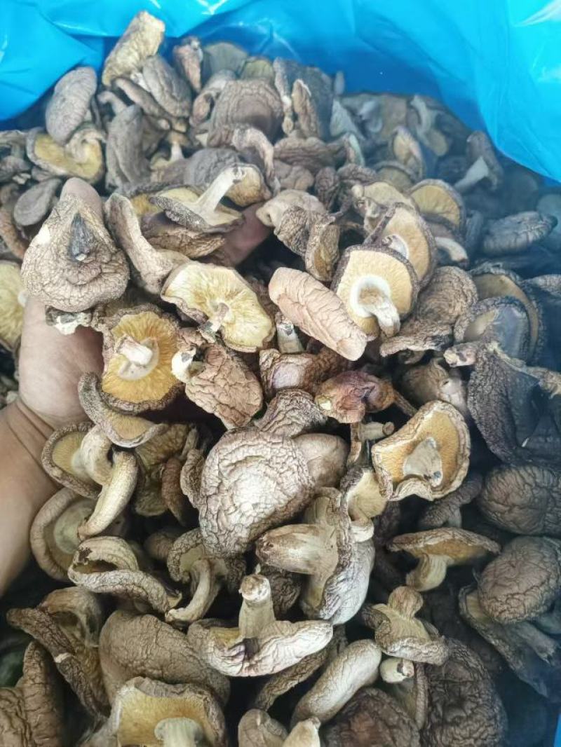 椴木香菇木头林下香菇香味浓郁颜色好批发烘干成件代发