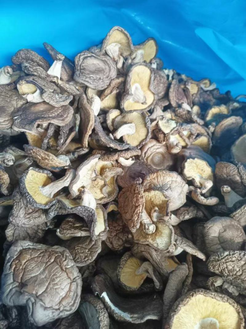 椴木香菇木头林下香菇香味浓郁颜色好批发烘干成件代发