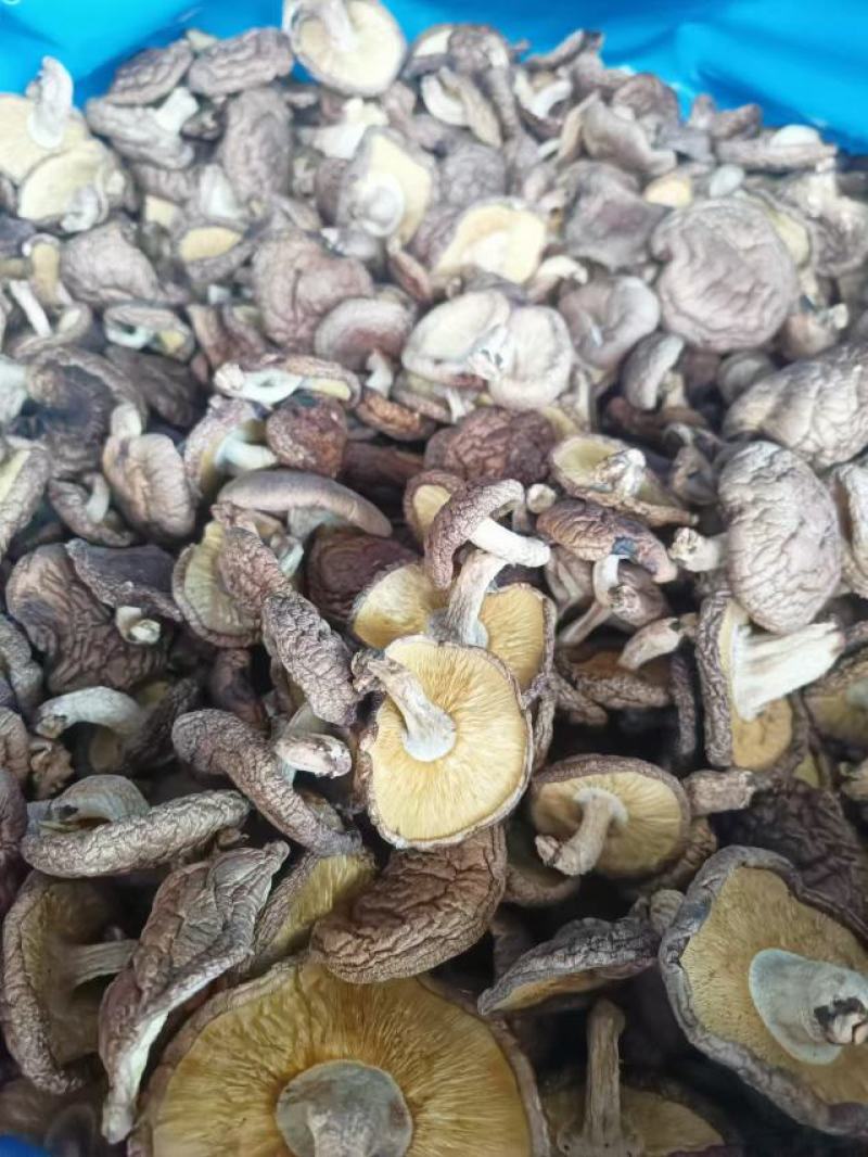 椴木香菇木头林下香菇香味浓郁颜色好批发烘干成件代发