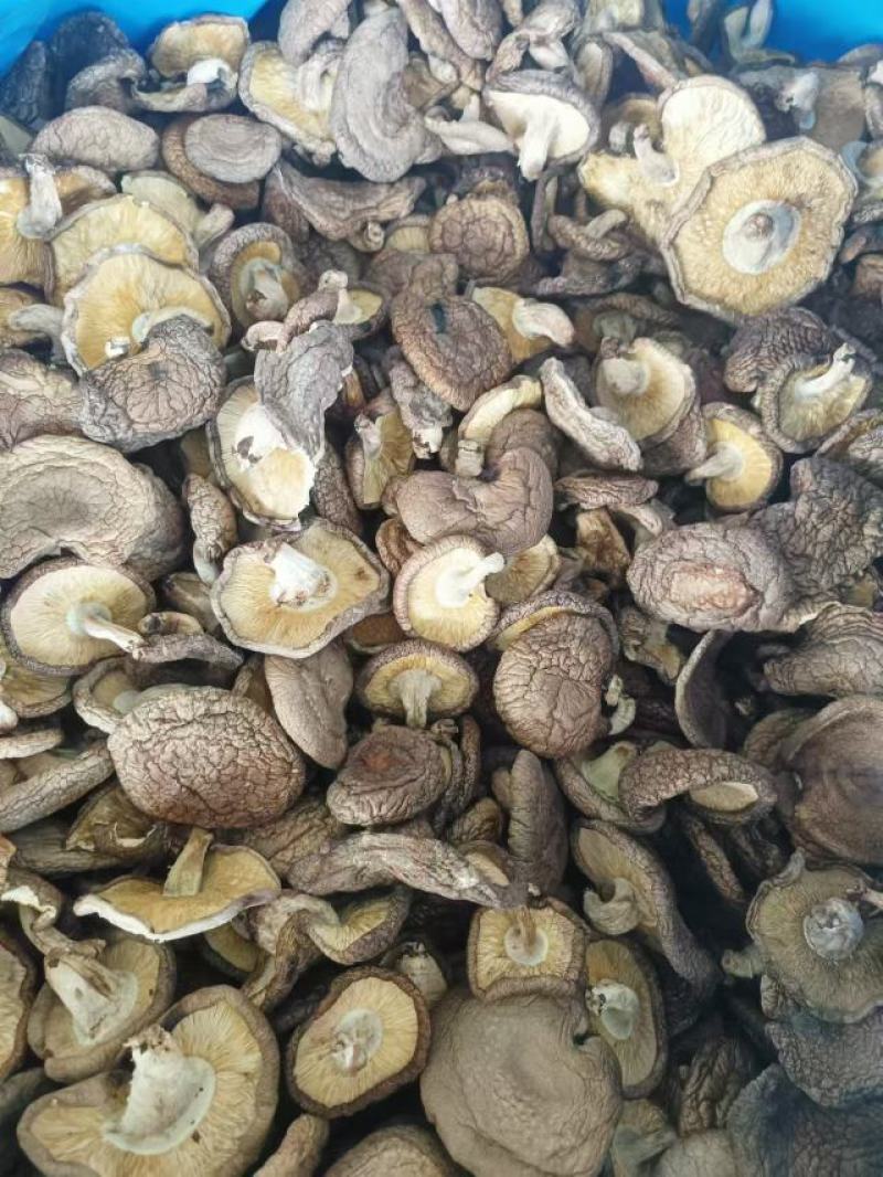 椴木香菇木头林下香菇香味浓郁颜色好批发烘干成件代发