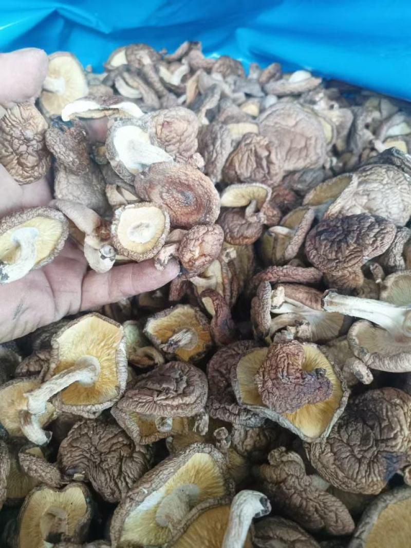椴木香菇木头林下香菇香味浓郁颜色好批发烘干成件代发