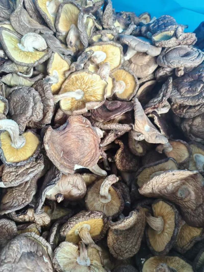 椴木香菇木头林下香菇香味浓郁颜色好批发烘干成件代发
