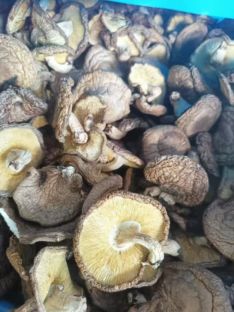 椴木香菇木头林下香菇香味浓郁颜色好批发烘干成件代发